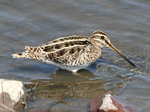 ������ ������